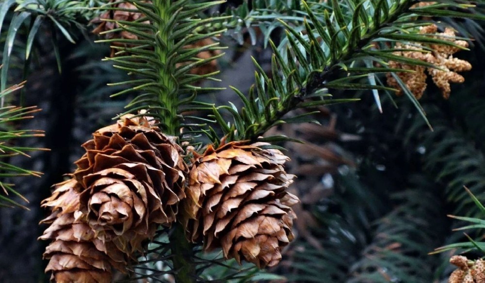 《林木科普》第二期：看一种树木，如何在与人的共生中，写就跨越时空的生命史诗