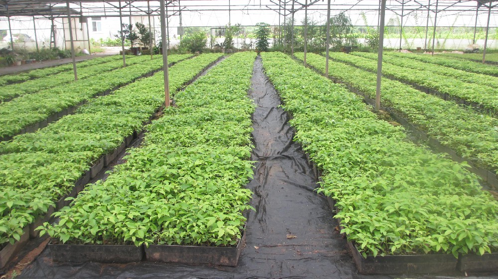 康鹤到9159金莎游艺场林业种苗中心调研