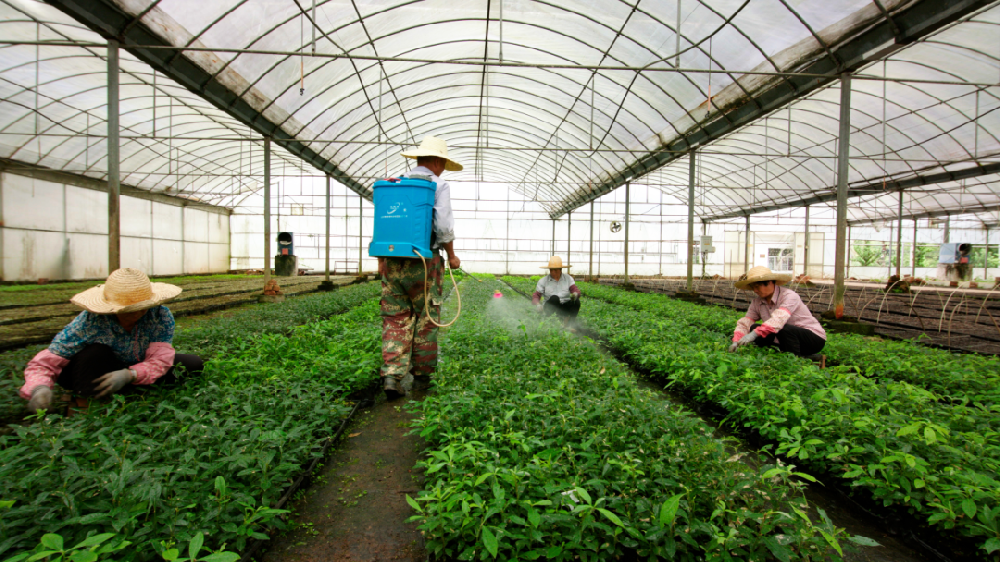 9159金莎游艺场林业乡土珍贵树种良种和耐寒桉树良种获得省级财政林木良种专项资金支持