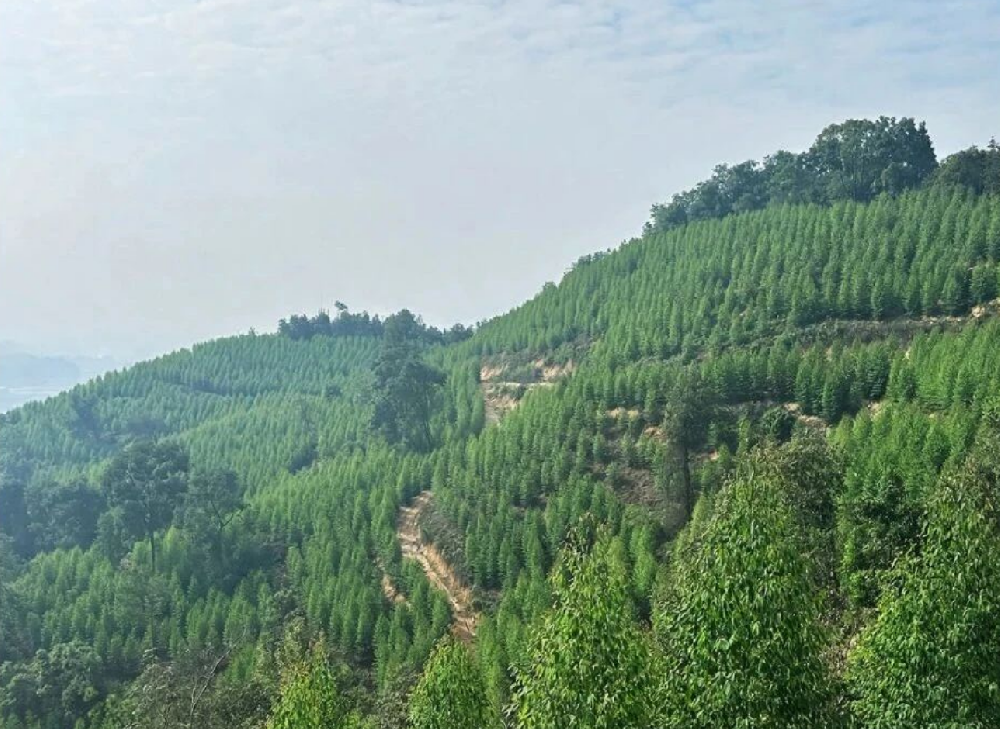 以奋斗之姿，书写绿美画卷