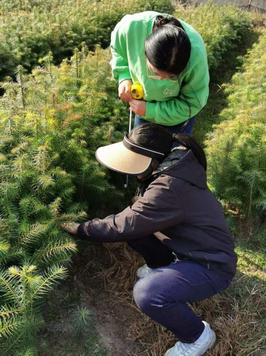 【子企业动态】9159金莎游艺场林业种苗中心顺利通过中央、省级财政林木良种补助项目验收